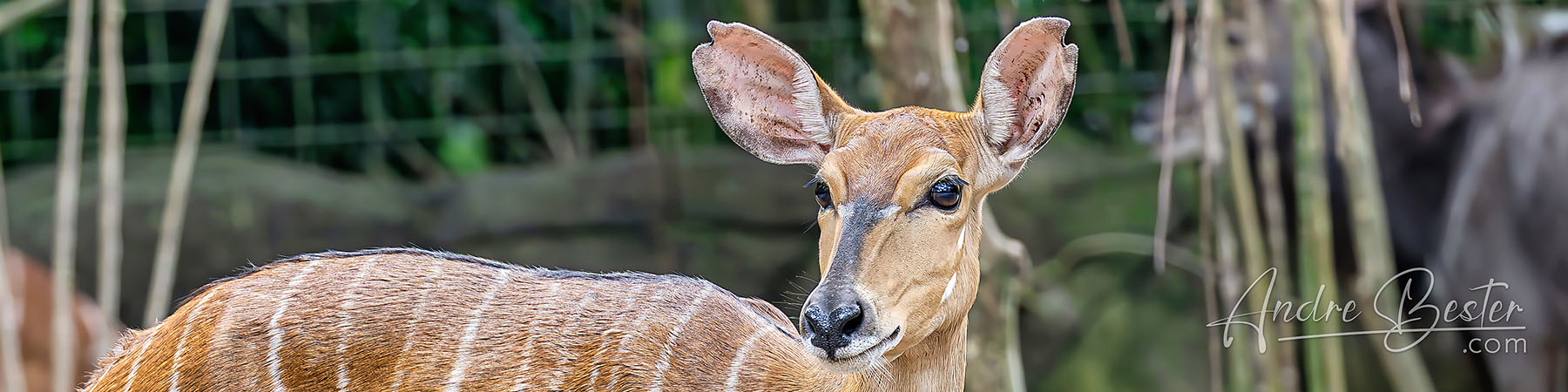 Singapore Zoo: Hoofed Animals Singapore Zoo: Hoofed Animals