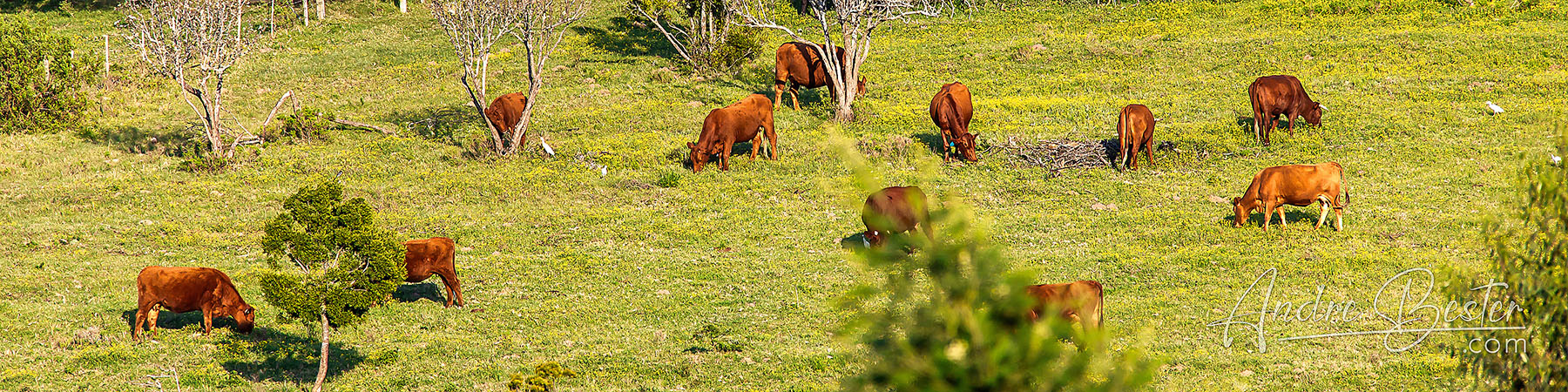 Oudtshoorn to Colchester