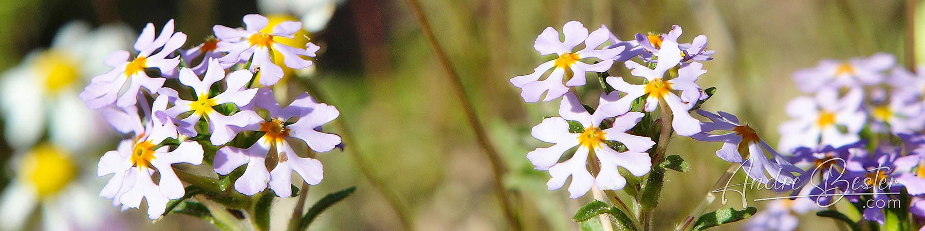 Langebaan Flowers