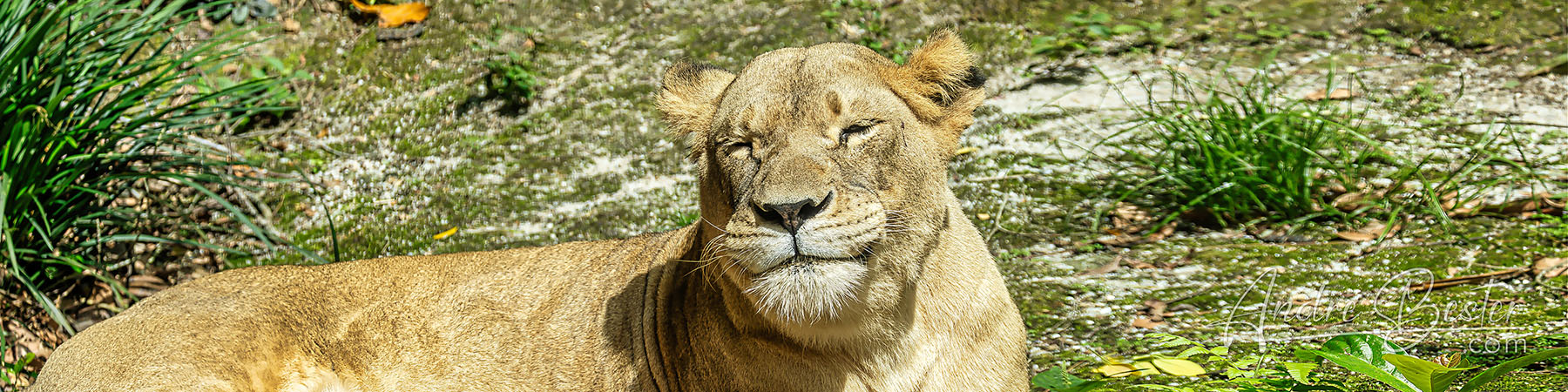 Singapore Zoo: Lions Singapore Zoo: Lions