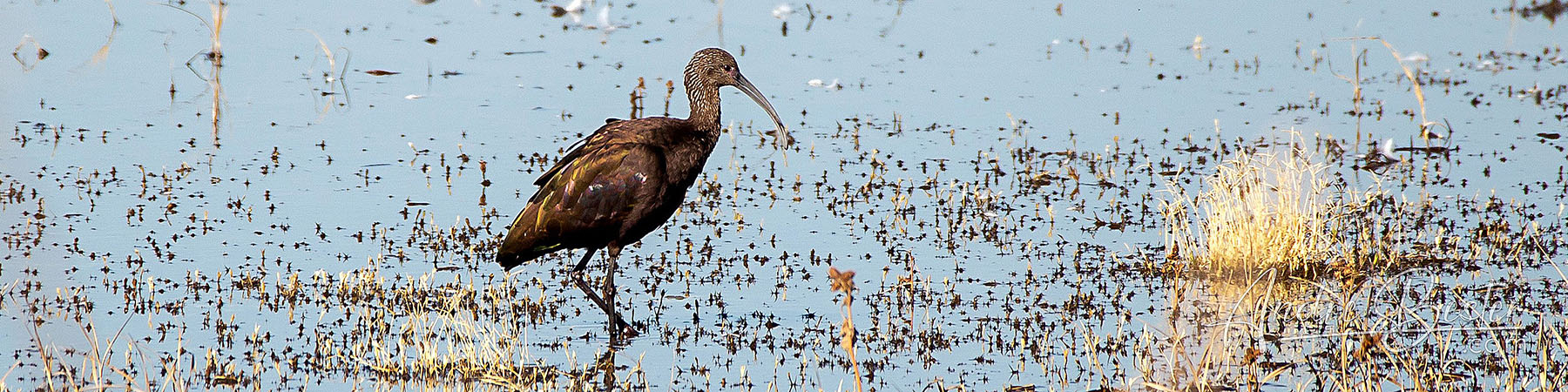 Sacramento Wildlife Refuge