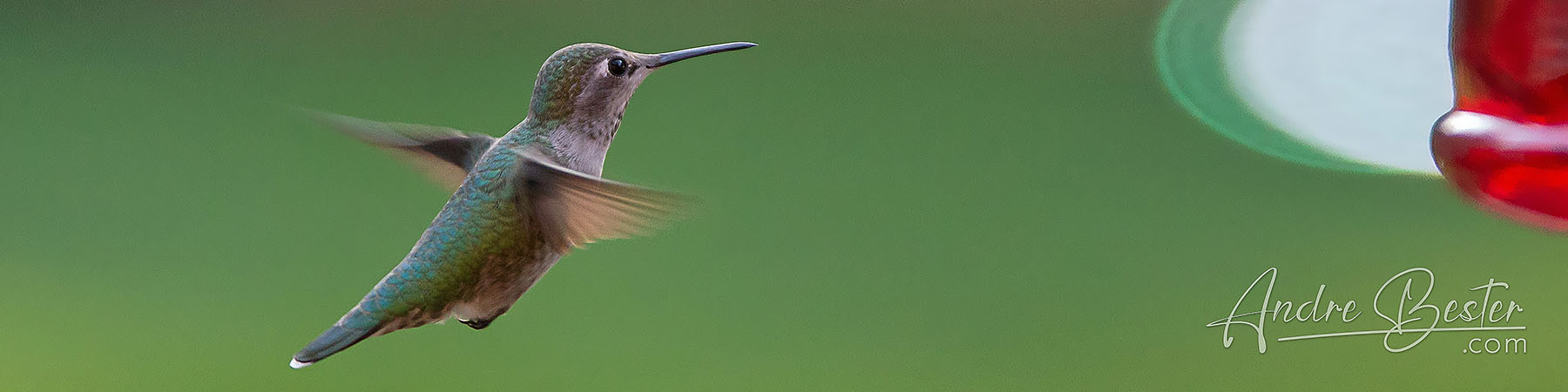Redding - Hummingbirds