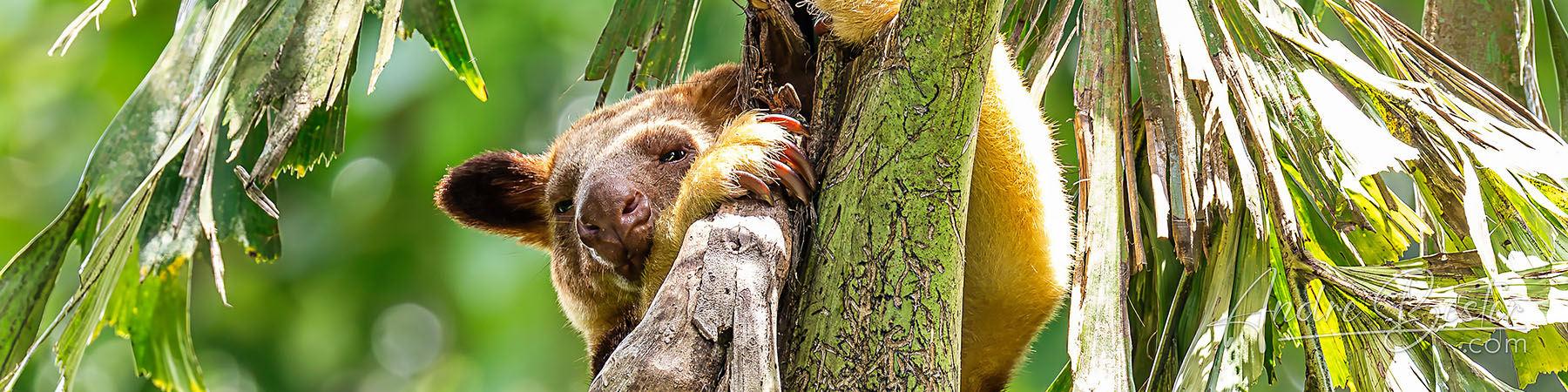 Singapore Zoo: Herbivores Singapore Zoo: Herbivores
