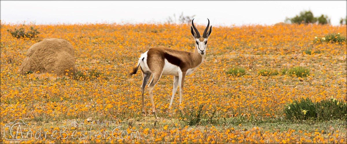 Namaqua National Park Namaqua National Park