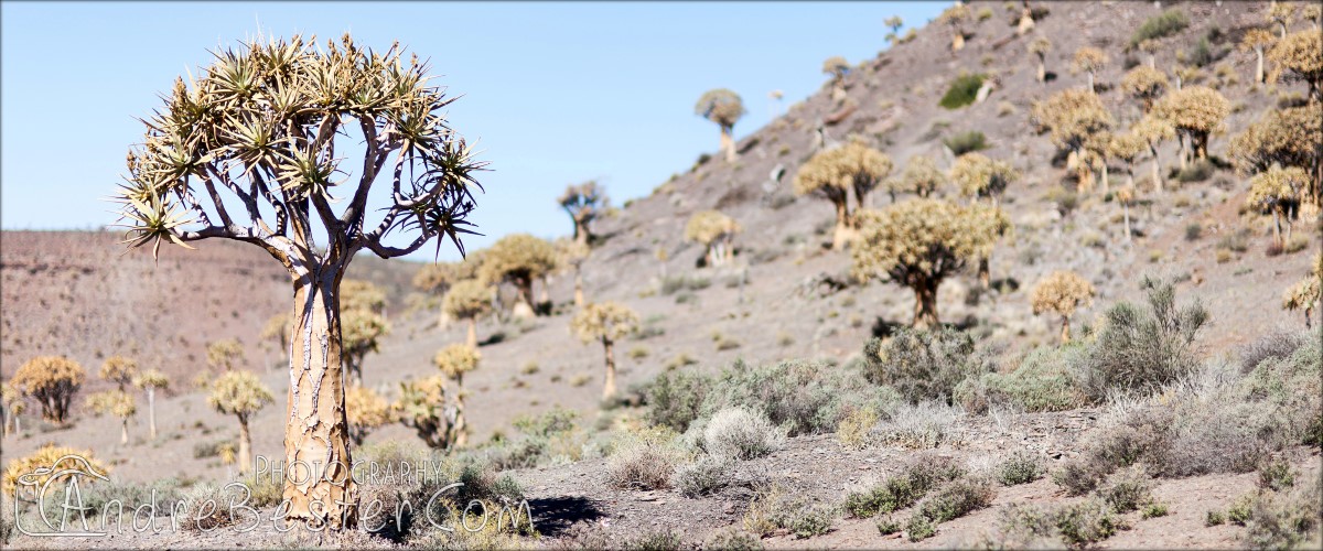 Quiver Tree Forest Quiver Tree Forest